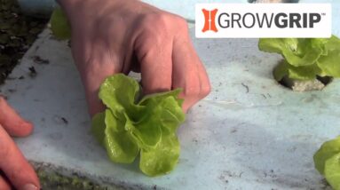 Introducing GrowGrip! A great new choice for deep-water culture (DWC) rafts