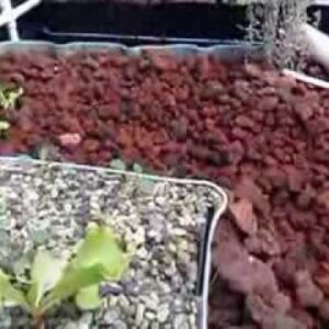 True Aquaponics Plant Growth Update October 2nd 2013