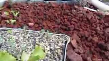 True Aquaponics Plant Growth Update October 2nd 2013