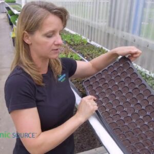 Using Plug Trays To Grow Seedlings