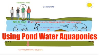 Using Pond Water In Aquaponics | Ask The Aquaponics God