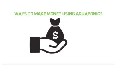 Ways to make money with aquaponics