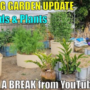 Wicking Veggie Garden Update & Taking a Break 👍