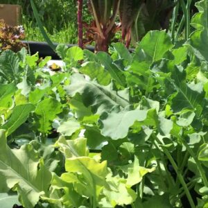 UPDATE (SHORT) : 3/25/20 AQUAPONIC VICTORY GARDEN DEMONSTRATION PROJECT. THE GREENS ARE GROWING!