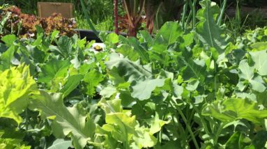 UPDATE (SHORT) : 3/25/20 AQUAPONIC VICTORY GARDEN DEMONSTRATION PROJECT. THE GREENS ARE GROWING!