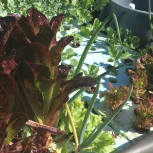 UPDATE 3/7/2020 AQUAPONIC VICTORY GARDEN DEMO PROJECT: HARVESTING FOOD & NOT BEATING MOTHER NATURE