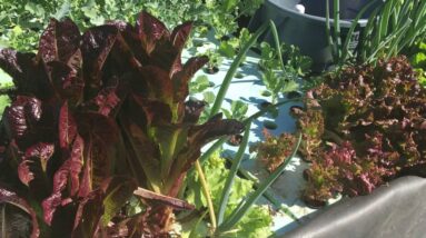 UPDATE 3/7/2020 AQUAPONIC VICTORY GARDEN DEMO PROJECT: HARVESTING FOOD & NOT BEATING MOTHER NATURE