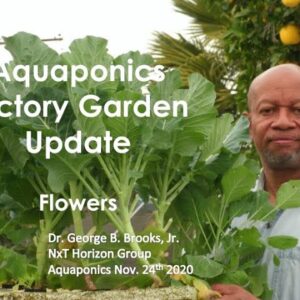 11:24:2020 Aquaponics Victory Garden Update  Flowers