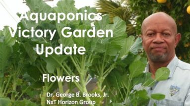 11:24:2020 Aquaponics Victory Garden Update  Flowers