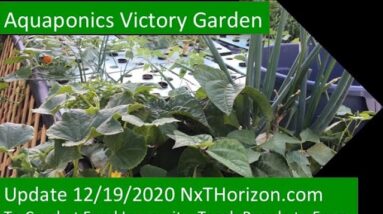 12:19:2020 AQUAPONICS VICTORY GARDEN UPDATE   COMBATING FOOD INSECURITY