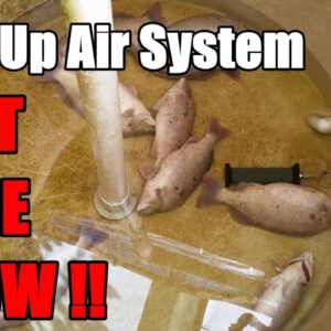 12V BackUp Air System For Aquaponic Systems