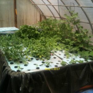 3-Hour Farm Aquaponics System Full 7 Week Time-Lapse (No Sound)