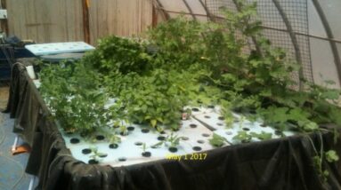 3-Hour Farm Aquaponics System Full 7 Week Time-Lapse (No Sound)