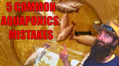 5 Common Aquaponic Mistakes That are EASY to AVOID