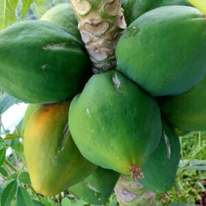 6 Tips How to Grow Papaya Perfectly in the Ground & Containers