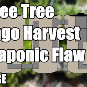 Aquaponic Flaw - Mango Harvest - Solarising Pests - Chook Pen + MORE