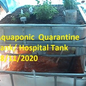 Aquaponic  Quarantine Tank/ Hospital Tank 18/11/2020