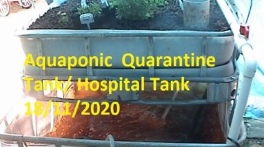 Aquaponic  Quarantine Tank/ Hospital Tank 18/11/2020