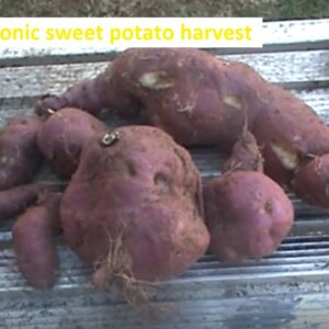 Aquaponic sweet potato harvest