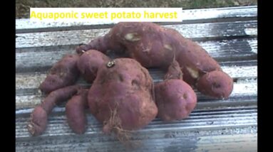 Aquaponic sweet potato harvest