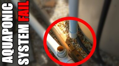 Aquaponic System Emergency | Drain & Venturi FAIL