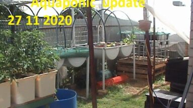 Aquaponic  update  27 11 2020