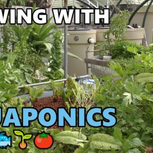 Aquaponic Update | Deep Water Culture, College of Aquaponics & More