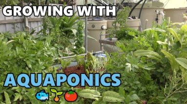 Aquaponic Update | Deep Water Culture, College of Aquaponics & More