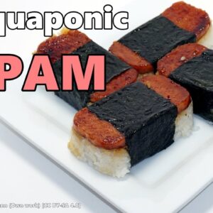 Aquaponically Grown Spam & Update on the Updates