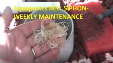 Aquaponics BELL SIPHON- WEEKLY MAINTENANCE