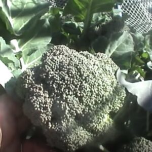 Aquaponics Broccoli harvest