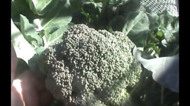 Aquaponics Broccoli harvest