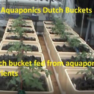 Aquaponics Dutch Buckets