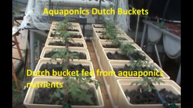 Aquaponics Dutch Buckets