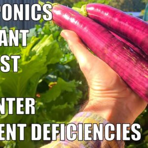 Aquaponics Eggplant Harvest & Winter Nutrient Deficiencies