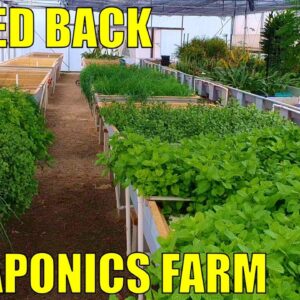 Aquaponics Farm | A Scaled Back Commercial Aquaponics System