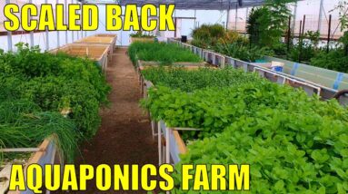 Aquaponics Farm | A Scaled Back Commercial Aquaponics System