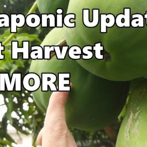 Aquaponics, Fruit Harvest & a New Resident in the Patch