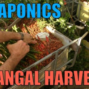 Aquaponics Galangal Harvest