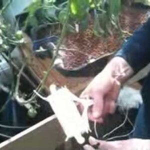 Aquaponics - Growing Tomatoes with Aquaponics