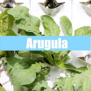 Aquaponics Growth Cycle - Arugula