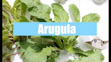 Aquaponics Growth Cycle - Arugula