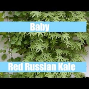 Aquaponics Growth Cycle - Baby Red Russian Kale