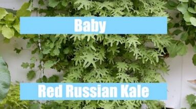 Aquaponics Growth Cycle - Baby Red Russian Kale