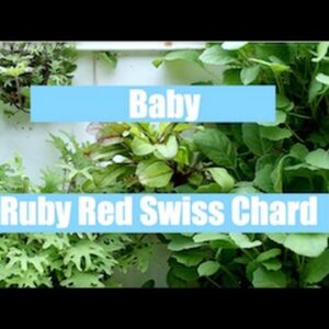 Aquaponics Growth Cycle - Baby Ruby Red Swiss Chard