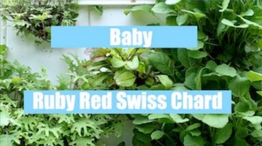 Aquaponics Growth Cycle - Baby Ruby Red Swiss Chard