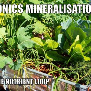 Aquaponics Mineralisation Tank & Aquaponics System Update