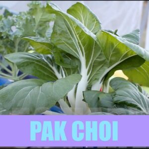 Aquaponics Pak Choi - White Stem Growth Cycle