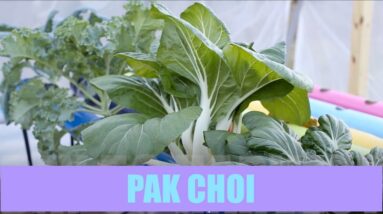 Aquaponics Pak Choi - White Stem Growth Cycle