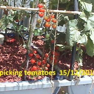 Aquaponics picking tomatoes 15 /12 /2019